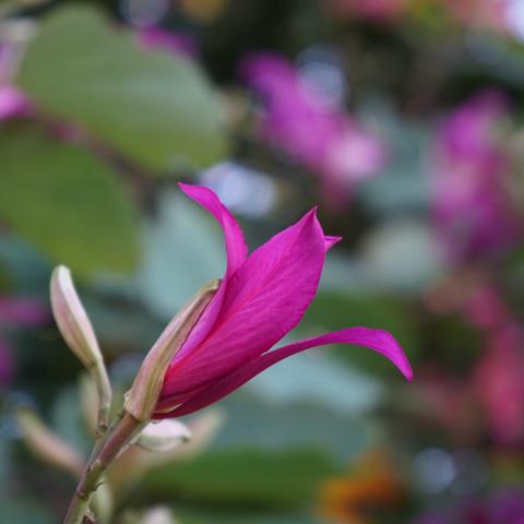 English Garden