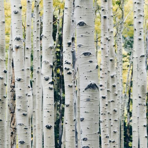 Bach: Prelude & Fugue 5 in D major, BWV 874