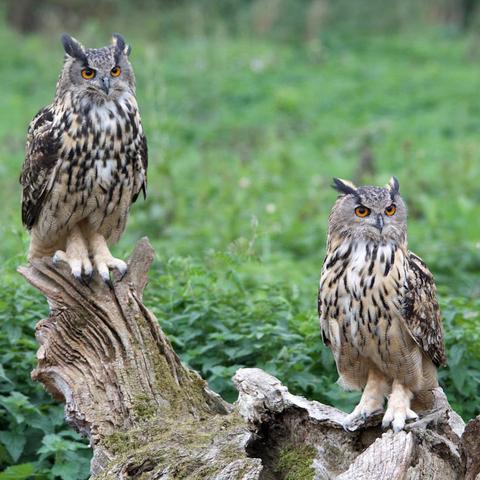 Night Owls195封面