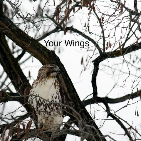 Your Wings K. 1封面