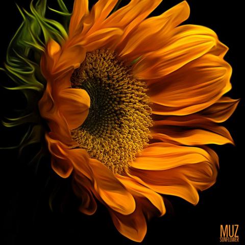 Sunflower封面